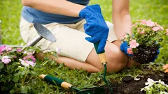 隣に植えてはいけない植物：園芸家が植物同士の相性のルールを解説