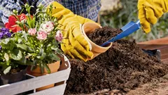 近所の人たちは、きっと「これは高価なものでしょう」と思うはず：高級な庭園のような雰囲気を醸し出す花々