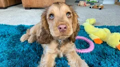 これらの犬は常に忠実で愛情深い：動物学者が選んだ5つのユニークな犬種