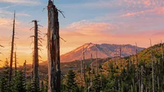 火山で焼けた大地が実験でよみがえった：4万株以上の植物が育った