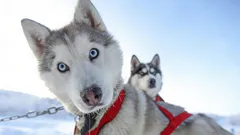 息をのむ美しさ：ひと目で恋に落ちる犬種3選